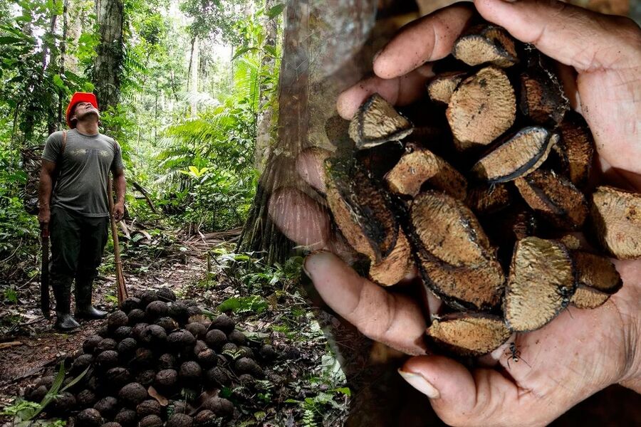 Gastronomía de Madre de Dios