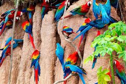Biodiversidad-madre-de-dios.jpg