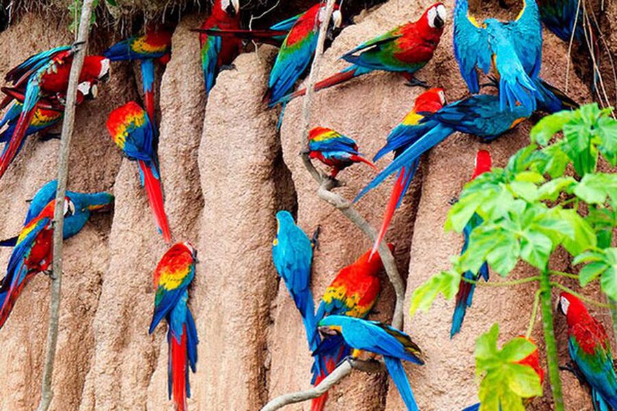 Biodiversidad de Madre de Dios